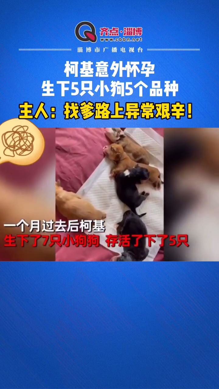 柯基意外怀孕，生下5只小狗5个品种！