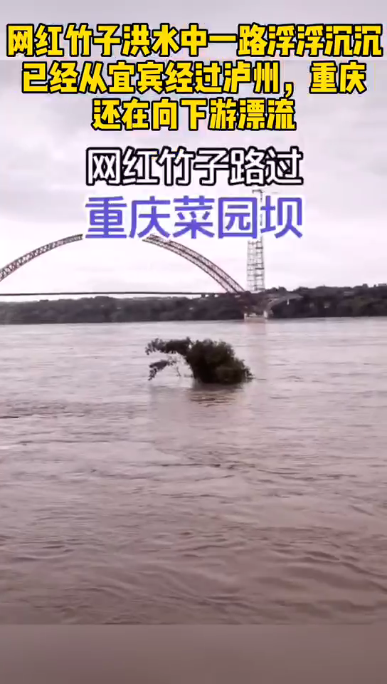 网红竹子洪水中一路浮浮沉沉