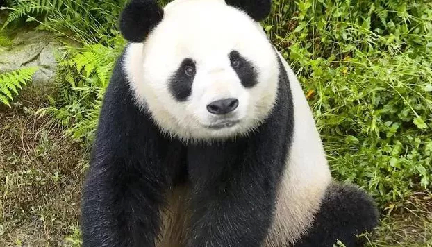 【淄博生态文化游】国宝大熊猫“彤彤”的十六岁生日趴！
