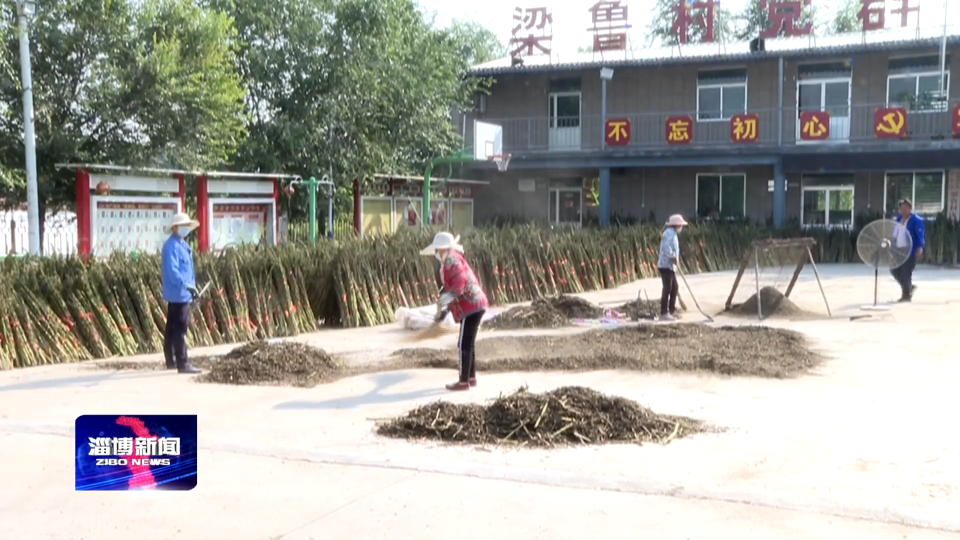 【收获时节】芝麻香里庆丰收