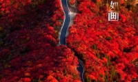 淄博网红打卡地<红叶柿岩> 在这个秋天等你！