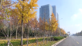【视频】淄博中心城区20处道路区域“落叶缓扫”，周末可以出来赏落叶啦！