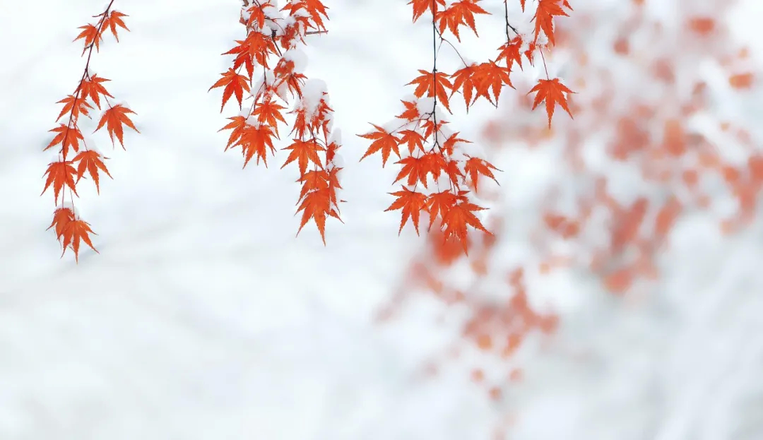 今日，小雪