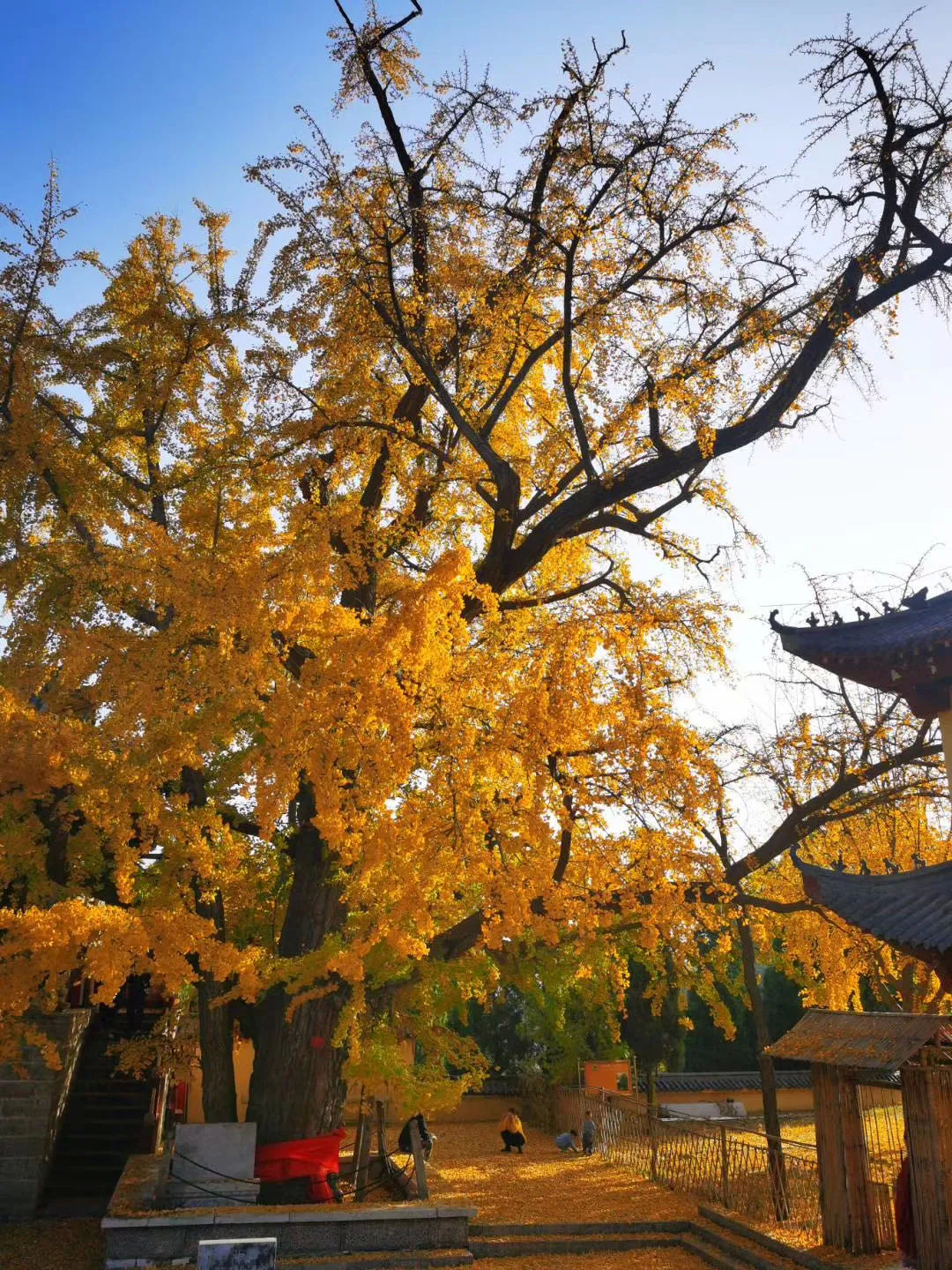 免门票！淄博这座隋唐时期的皇家寺院“黄金满地”