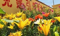 旅游天下 · 淄博这座低调的花城，竟“私藏”了这么多美景！