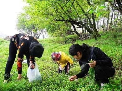 交通100《追问新闻》——春天来临 选择食用野菜要注意什么？