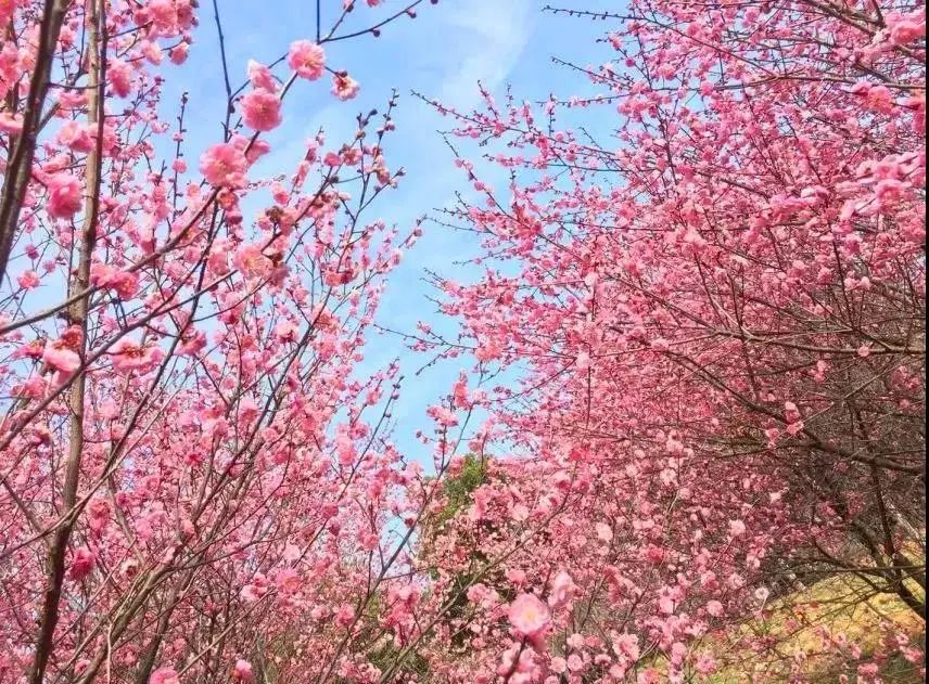 花儿与少年 | 领免费门票，相约开元溶洞梅花节！