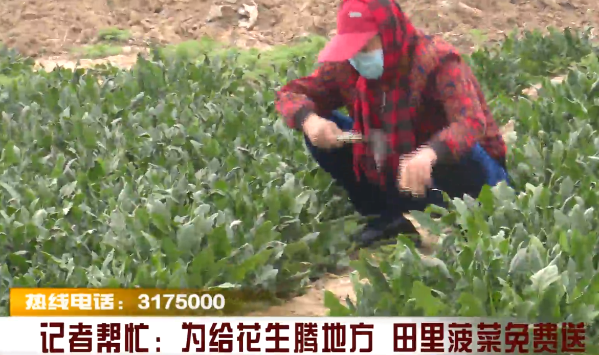 记者帮忙：为给花生腾地方 田里菠菜免费送