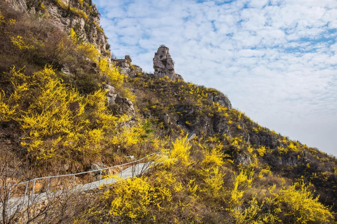 旅游天下 · 这处深藏淄博的绝美秘境快被鲜花淹没了！