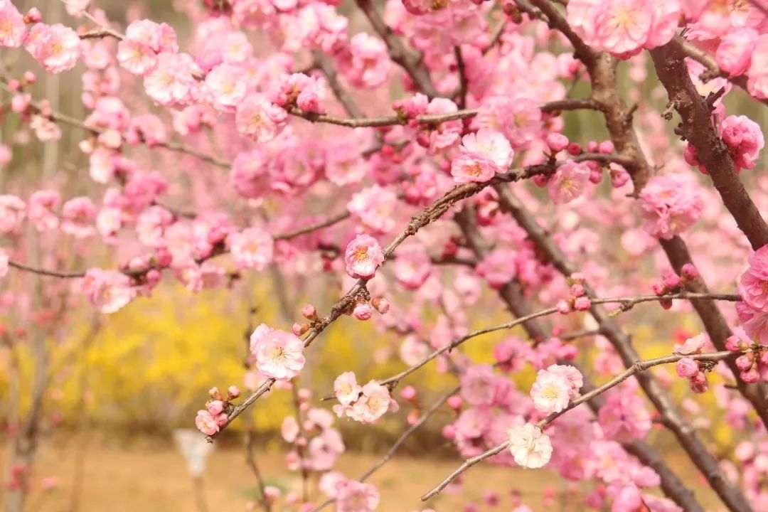 旅游天下 · 你想要了解的开元溶洞梅花节都在这！