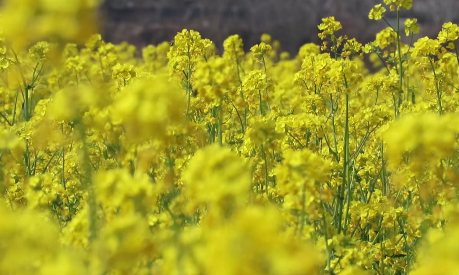 视频 | 阳春三月 油菜花开