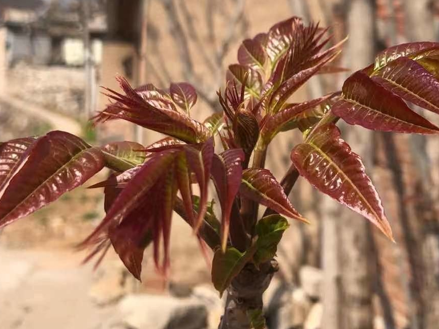 美食淄博·淄川太河第一茬香椿芽·红芽肥嫩·合家福超市均可买到（视频）