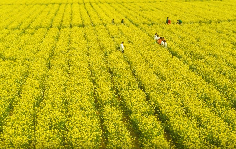 55秒 | 花开淄博：大地铺“黄金” 油菜花盛开