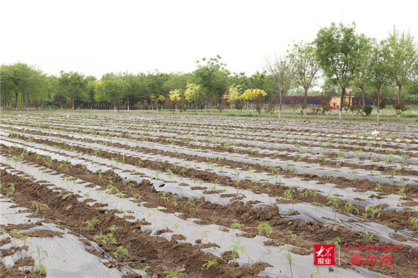 这就是淄博｜增花添绿打造千亩花海 全域公园城市建设全面起势