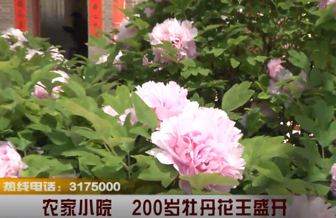 农家小院 200岁牡丹花王盛开