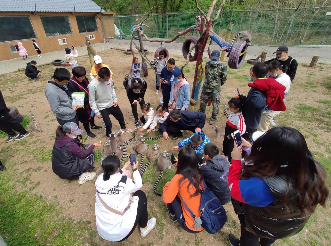 【原山旅游】原山生态美景惹人醉，“红”“绿”相融引客来！