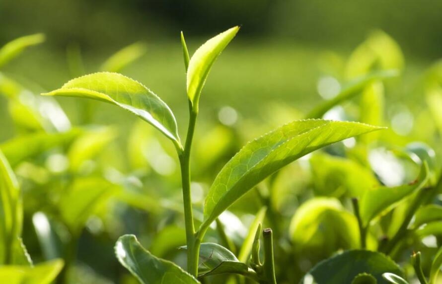 村里来了年轻人|“茶二代”们念起“新茶经”