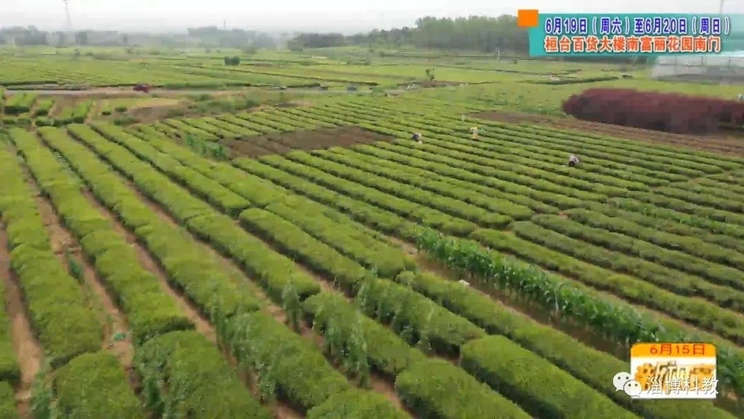 本周末！新鲜日照绿茶来喽！