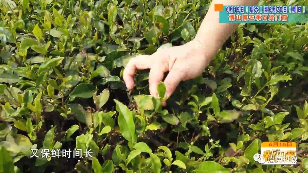 茶园采摘忙！日照绿茶新鲜的关键在这里→