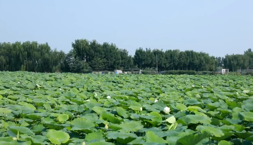 【短视频】“抢鲜”白莲藕！给你一个通透的夏天