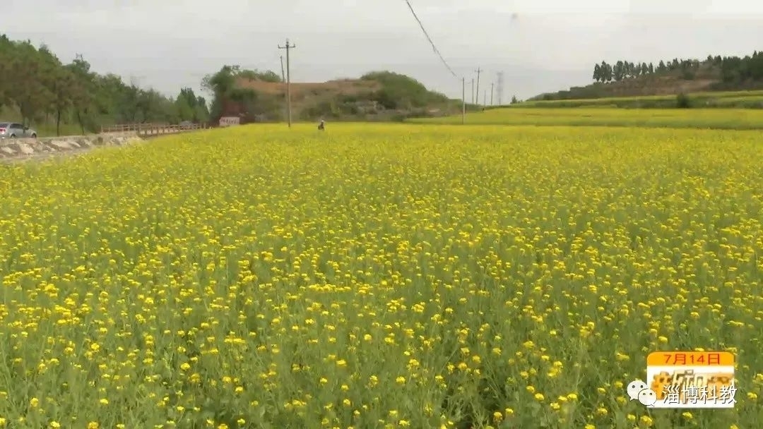 淄博广播电视台助农蜂蜜添新品，优质蜂王浆来啦！