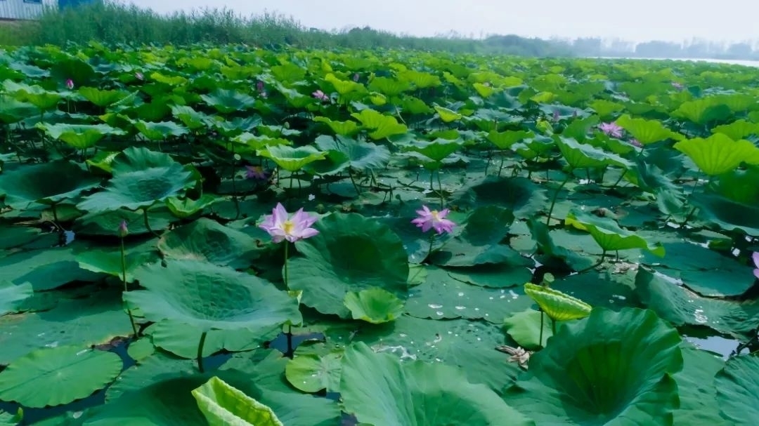 高青蓑衣樊邀您邂逅夏日美景