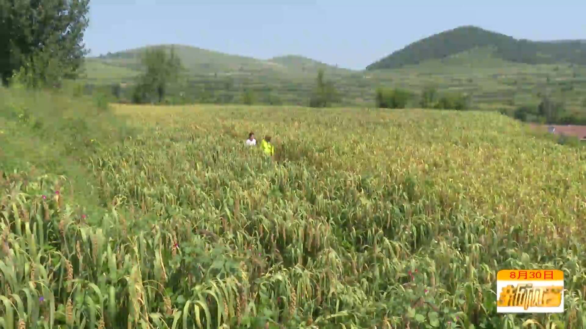 助农好食材 蓼坞小米到货了