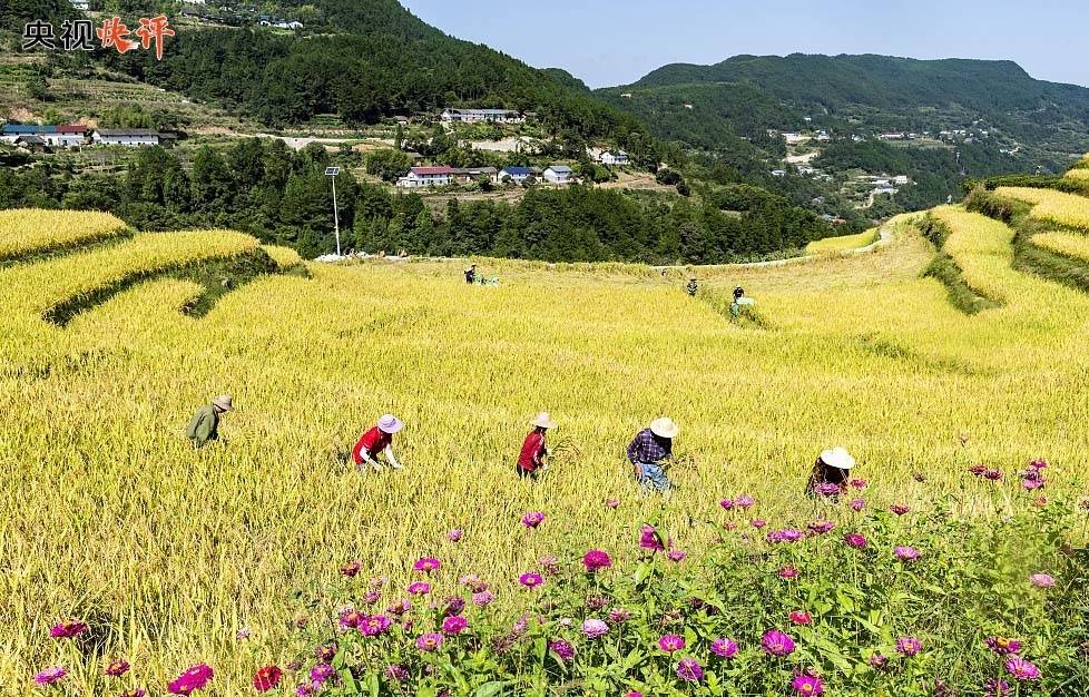 【央视快评】让广大农民生活芝麻开花节节高