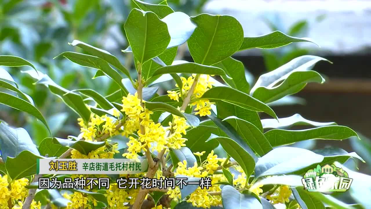 农家院里桂花香中秋赏花正当时