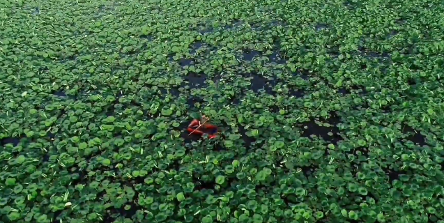 ​丰收时节：莲藕采摘正当时