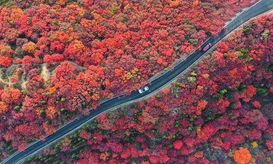 去这的游客请注意！10月3日红叶柿岩旅游区夜间闭园