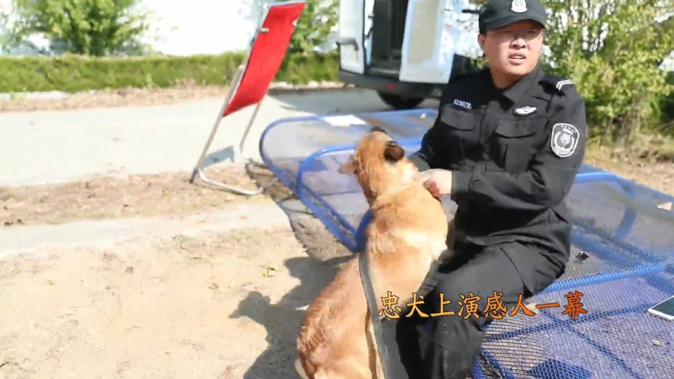 为救警犬自己受伤 忠犬上演感人一幕