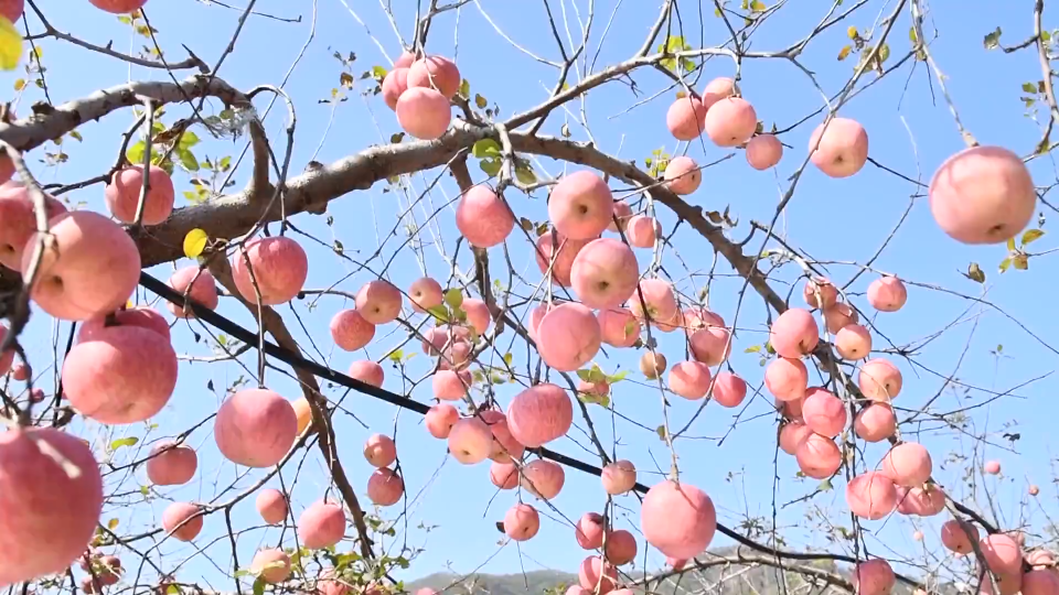 沂源：苹果丰收  “红”满枝头