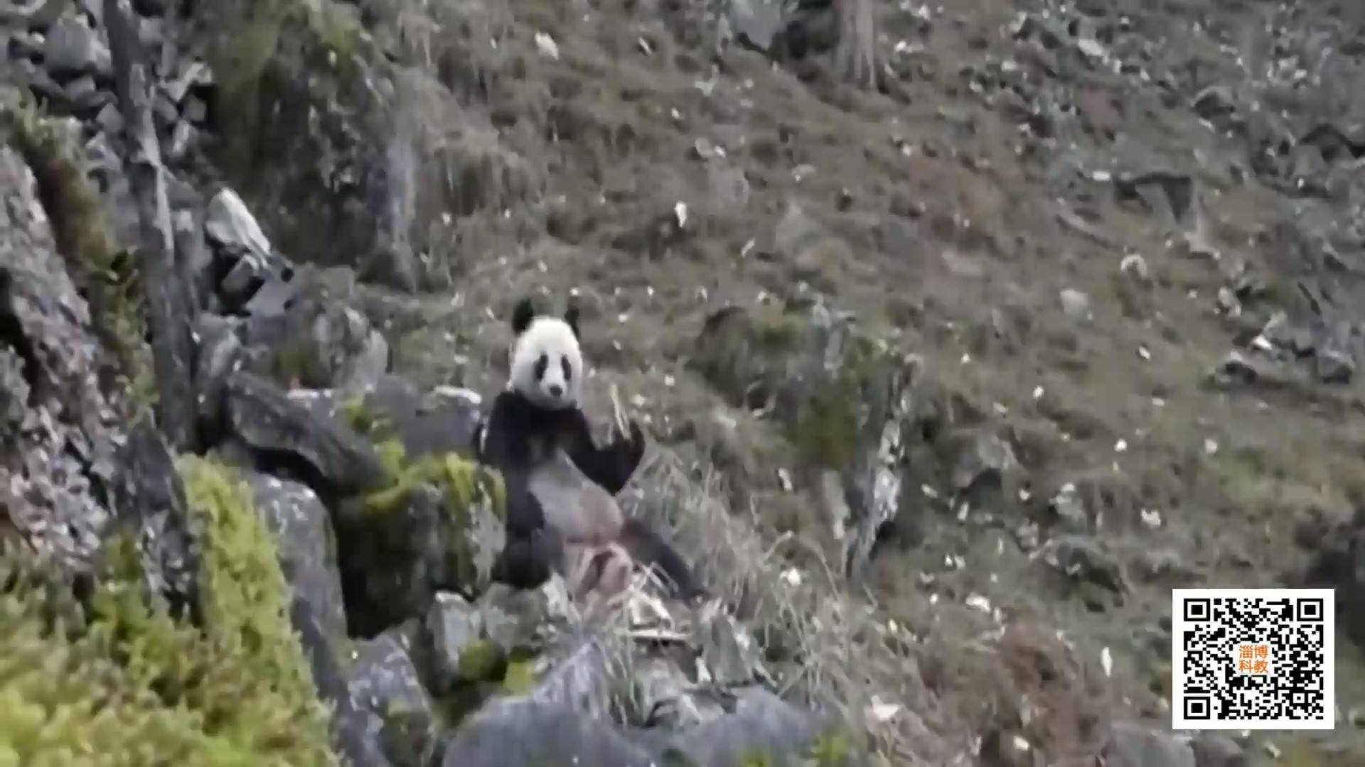 巡护员目击 野外大熊猫啃骨头