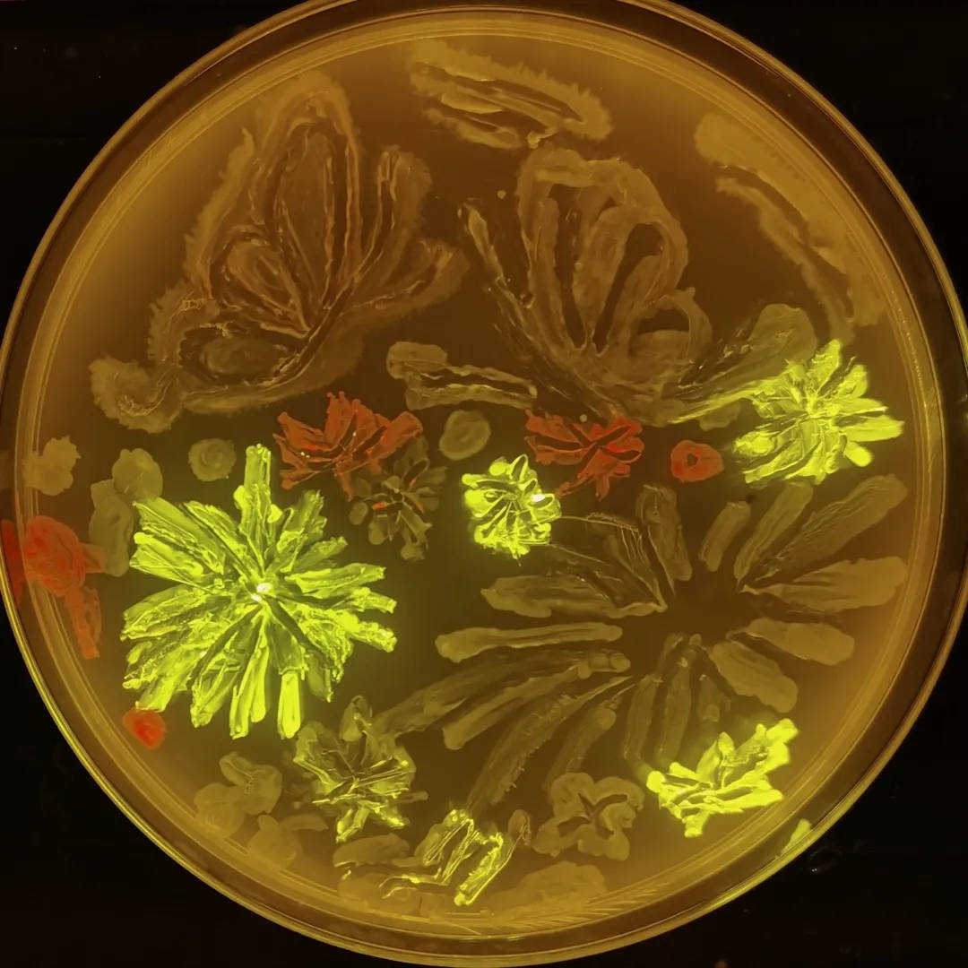 “出圈”的大学期末考试：用微生物绘画