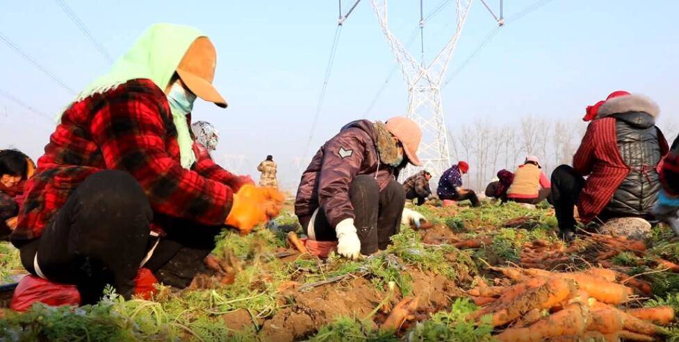 山东5人自费再捐10吨胡萝卜 “选最大的，最好的，呈现在西安市民餐桌上”