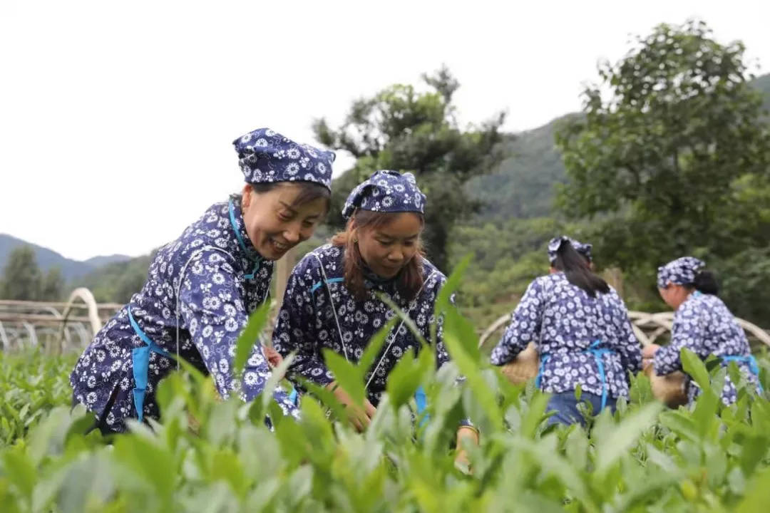 博山3个村庄上榜！第二批山东省景区化村庄名单公布