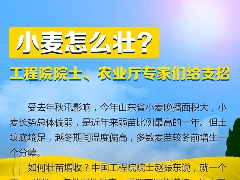 小麦怎么壮？工程院院士、农业厅专家们给支招