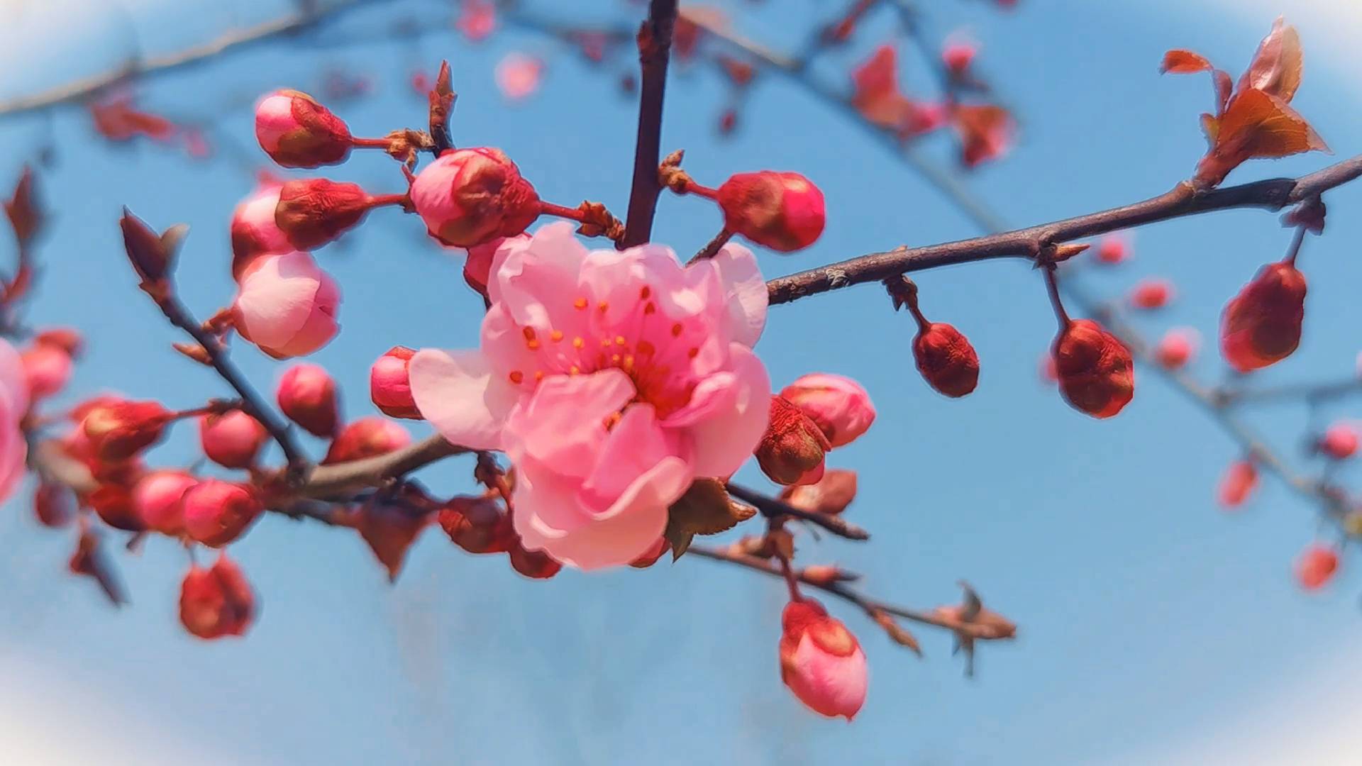 山东水利技师学院迎来春暖花开