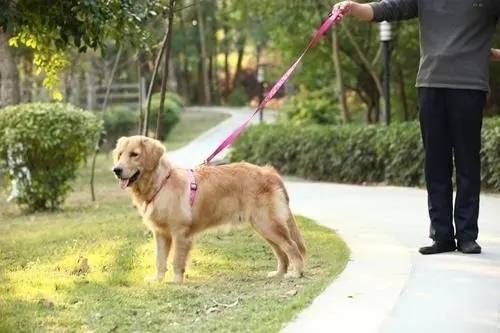 《淄博市养犬管理条例》如何更好执行？市城管部门、市农业农村局先后表态……