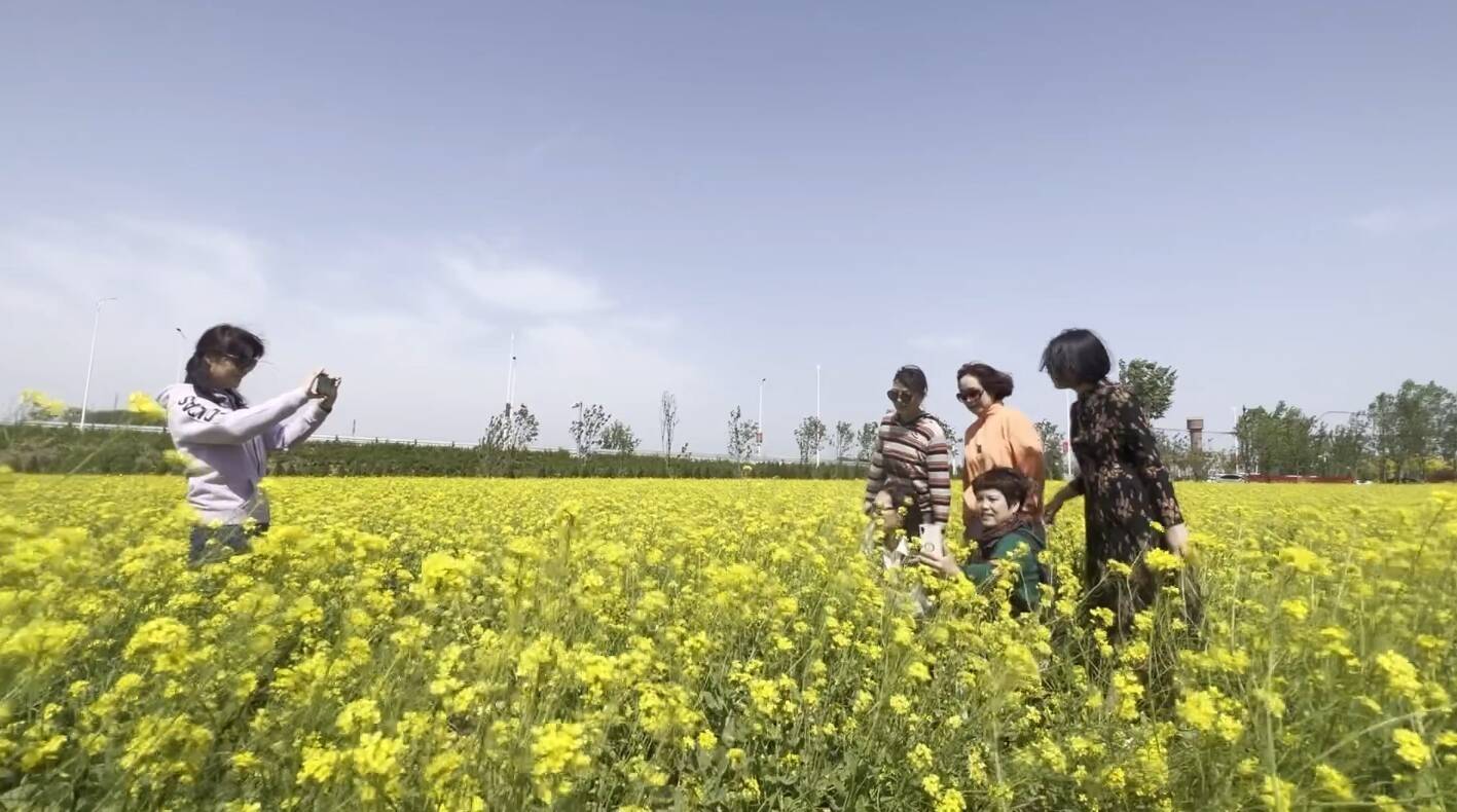 临淄区齐都镇：油菜花开 扮靓美丽乡村