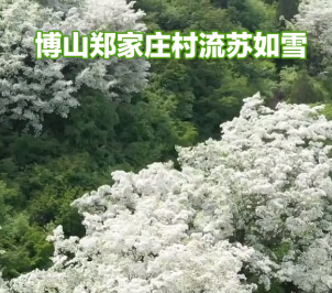 流苏花开美如雪 探花寻香就来博山这些地方