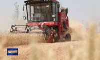 三夏一线丨 山东小麦大面积机收开始 “三夏”生产全面展开