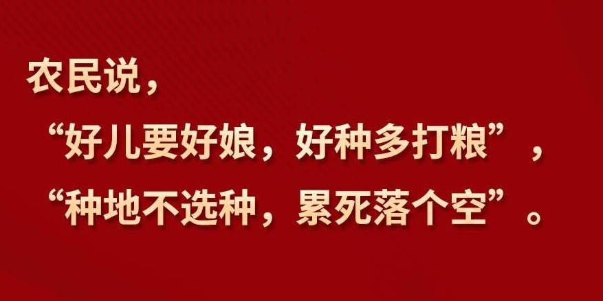 【大国“粮”策】习言道 | “靠中国种子来保障中国粮食安全”