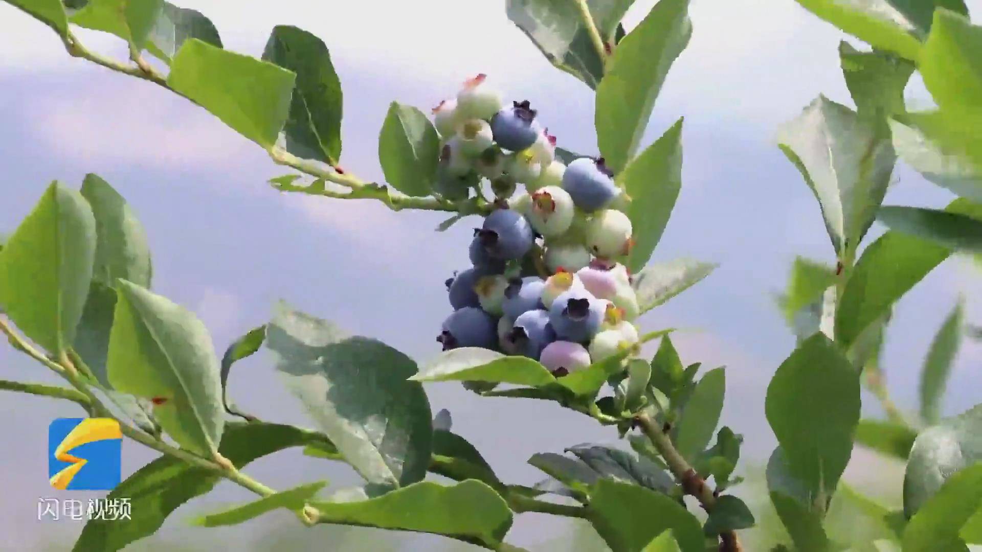 【好品山东】果香四溢赏“莓”景 山东平邑蓝莓喜获丰收