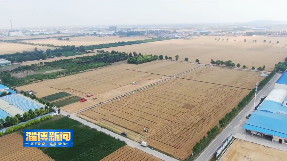 【三夏一线】淄博市夏收接近尾声 夏种进入高峰