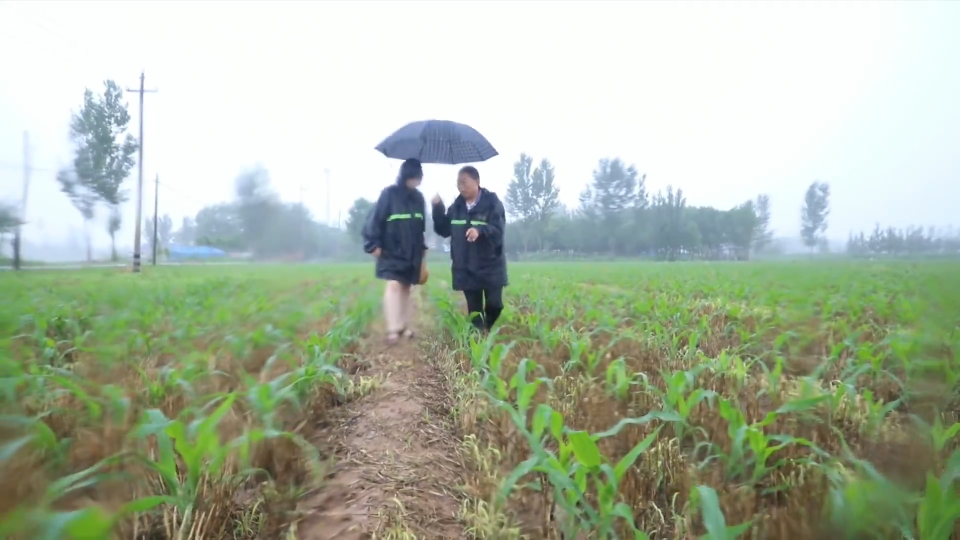 强降雨影响农作物生长 加强田间管理很重要