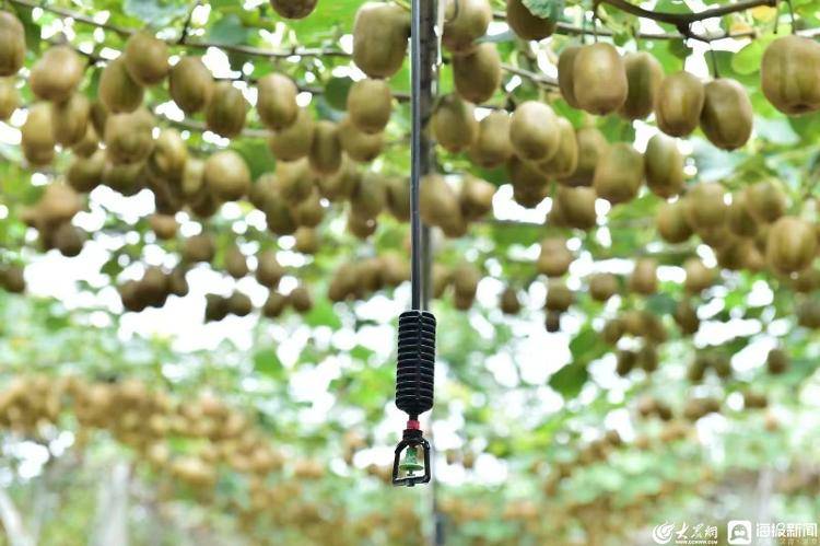 【好品山东】让博山猕猴桃产业走向世界，总共分几步？