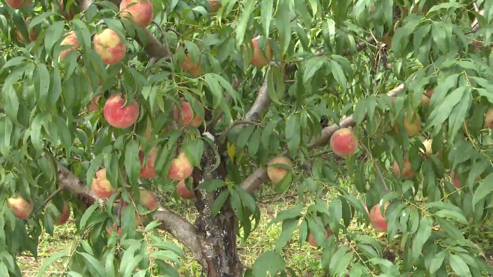 【收获时节】以“桃”为媒 开启乡村振兴新画卷