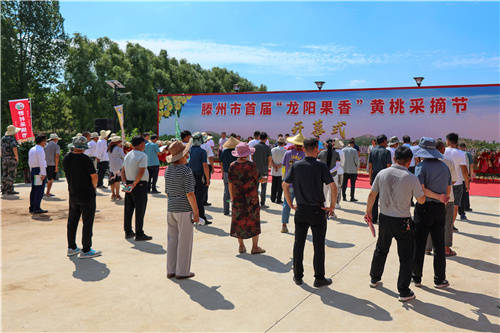 好品山东｜枣庄滕州市：成功举办首届“龙阳果香”黄桃采摘节